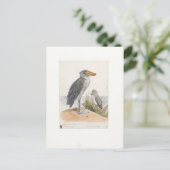 Shoebill Stork 1887 Print Zoologica Amsterdam Briefkaart (Staand voorkant)