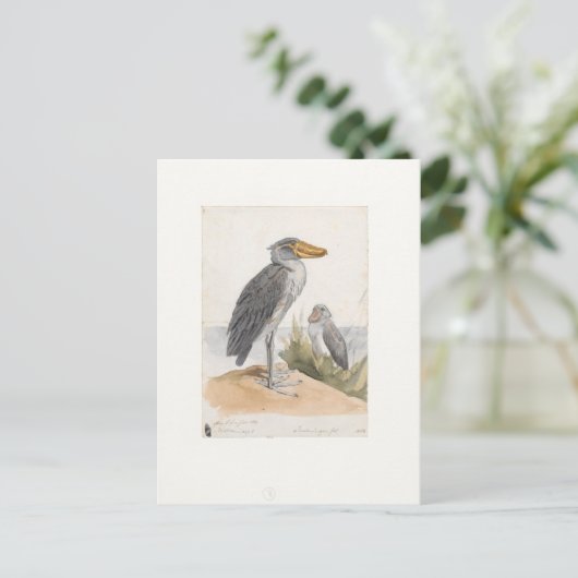 Shoebill Stork 1887 Print Zoologica Amsterdam Briefkaart (Staand voorkant)