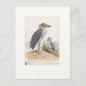 Shoebill Stork 1887 Print Zoologica Amsterdam Briefkaart (Voorkant)