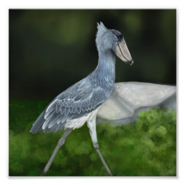 Shoebill Stork Bird Photo Print Foto Afdruk