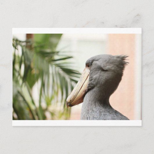 Shoebill Stork Briefkaart (Voorkant)