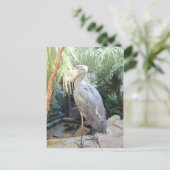 Shoebill Stork Briefkaart (Staand voorkant)