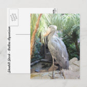 Shoebill Stork Briefkaart (Voorkant / Achterkant)