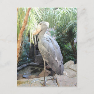 Shoebill Stork Briefkaart