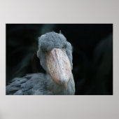 Shoebill's Charm Poster (Voorkant)