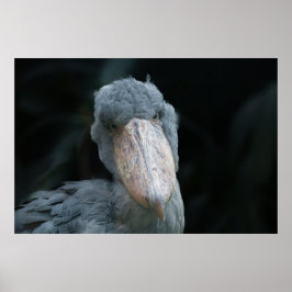 Shoebill's Charm Poster