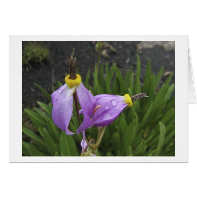 Shootbloemen (Voorkant Horizontaal)