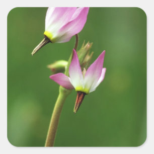 Shooting star wilde bloem, Californië, VS Vierkante Sticker