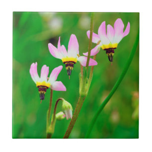 Shooting Star-wildebloemen in Mission Trails Park Tegeltje