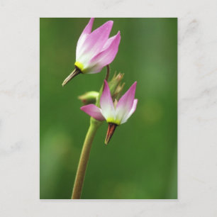 Shooting star wildflower, Californië, Verenigde St Briefkaart