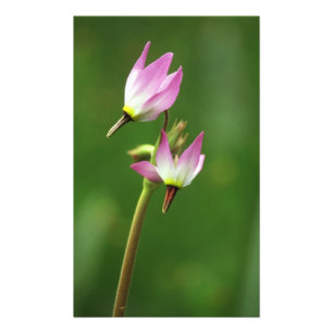Shooting star wildflower, Californië, Verenigde St Foto Afdruk