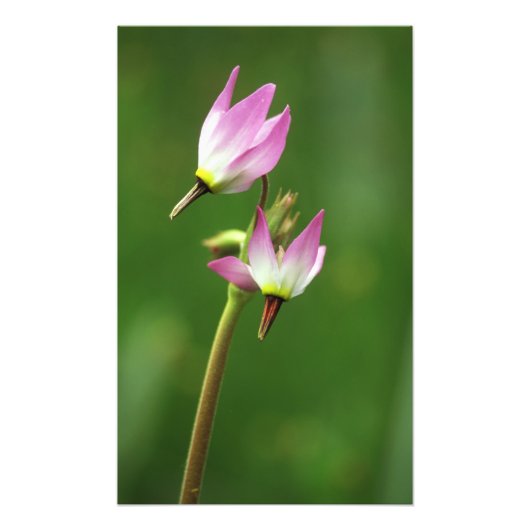 Shooting star wildflower, Californië, Verenigde St Foto Afdruk (Voorkant)