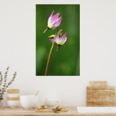 Shooting star wildflower, Californië, Verenigde St Poster (Keuken)