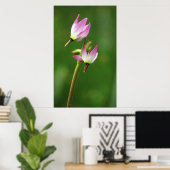 Shooting star wildflower, Californië, Verenigde St Poster (Thuiskantoor)