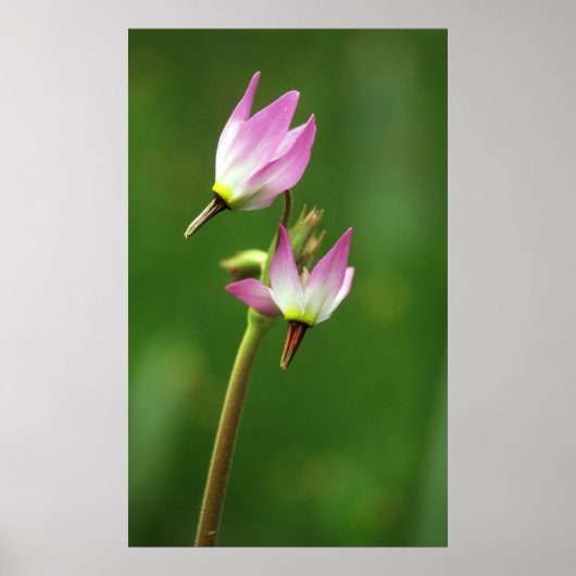 Shooting star wildflower, Californië, Verenigde St Poster (Voorkant)