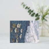 Shore Birds Briefkaart (Staand voorkant)