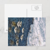 Shore Birds Briefkaart (Voorkant / Achterkant)
