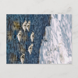 Shore Birds Briefkaart