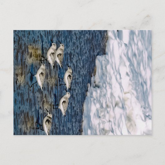 Shore Birds Briefkaart (Voorkant)