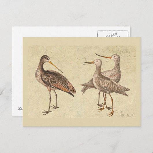 Shore Birds Briefkaart (Voorkant / Achterkant)