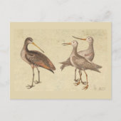Shore Birds Briefkaart (Voorkant)
