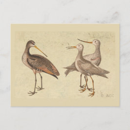 Shore Birds Briefkaart