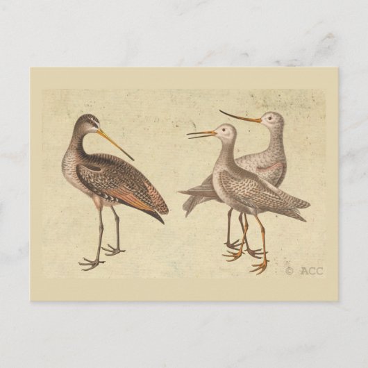 Shore Birds Briefkaart (Voorkant)