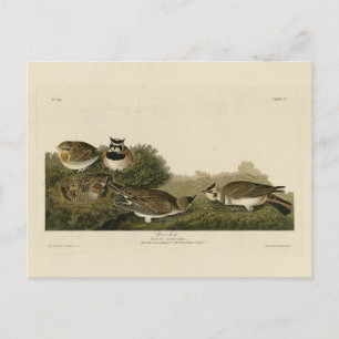 Shore Lark (Horned Lark) Audubon Birds of America Briefkaart