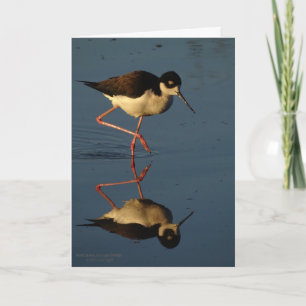 Shorebird die van watervogels de zwart-Necked Kaart