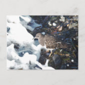 Shorebird van de verbluffende zwarte traansteen in briefkaart (Voorkant)