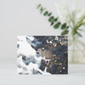 Shorebird van de verbluffende zwarte traansteen in briefkaart (Staand voorkant)