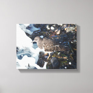 Shorebird van de verbluffende zwarte traansteen in canvas afdruk