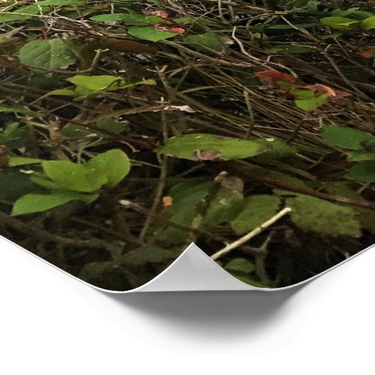 Shores Acres State Park, Oregon Coast Poster (Hoek)