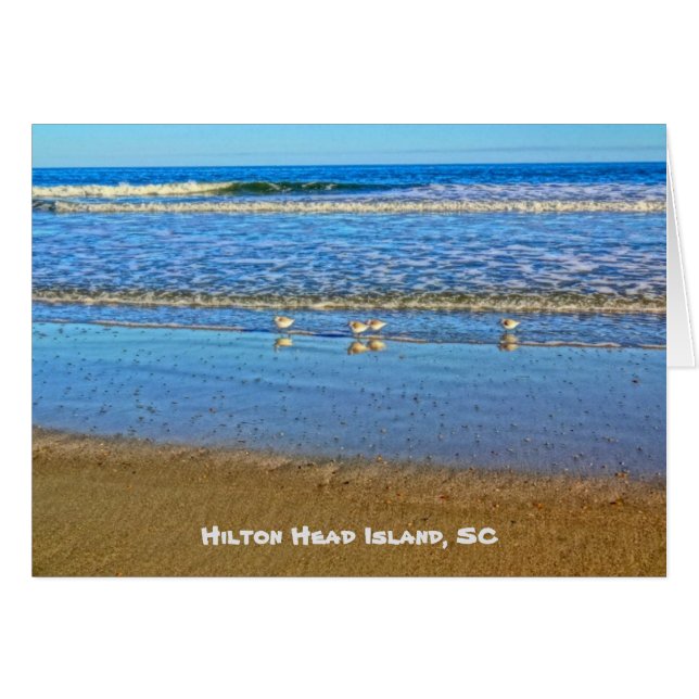 Shorevogels in het Surf! Hilton Head Island SC (Voorkant Horizontaal)