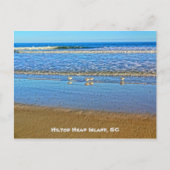 Shorevogels in het Surf! Hilton Head Island SC Briefkaart (Voorkant)