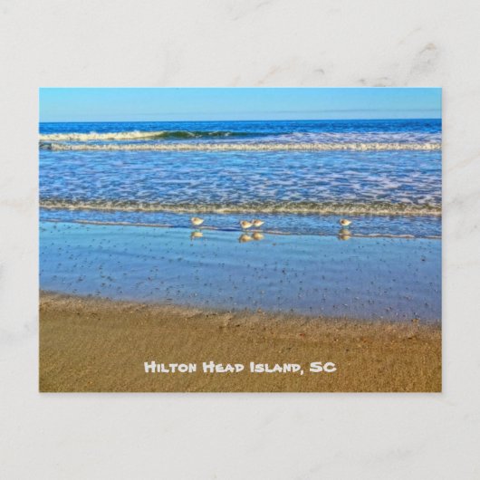 Shorevogels in het Surf! Hilton Head Island SC Briefkaart (Voorkant)