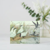 Shorevogels in Marsh door Louis Fuertes Briefkaart (Staand voorkant)
