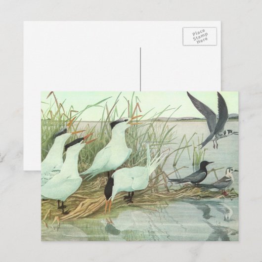 Shorevogels in Marsh door Louis Fuertes Briefkaart (Voorkant / Achterkant)
