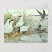Shorevogels in Marsh door Louis Fuertes Briefkaart (Voorkant)