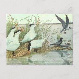  Shorevogels in Marsh door Louis Fuertes Briefkaart