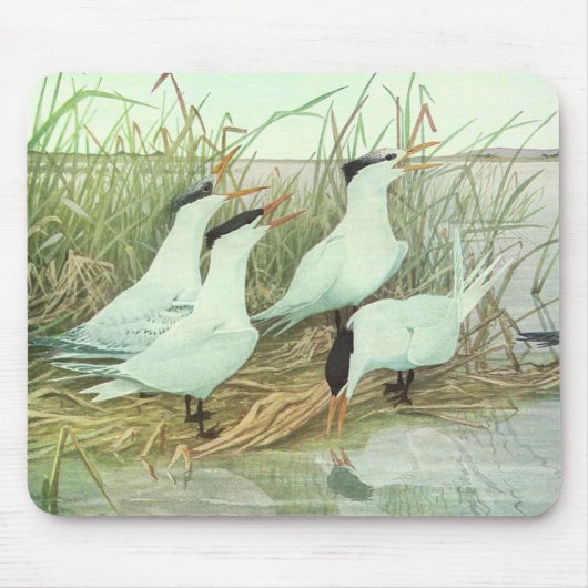  Shorevogels in Marsh door Louis Fuertes Muismat (Voorkant)