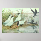 Shorevogels in Marsh door Louis Fuertes Poster (Voorkant)
