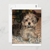 Shorkie Puppy Briefkaart (Voorkant / Achterkant)