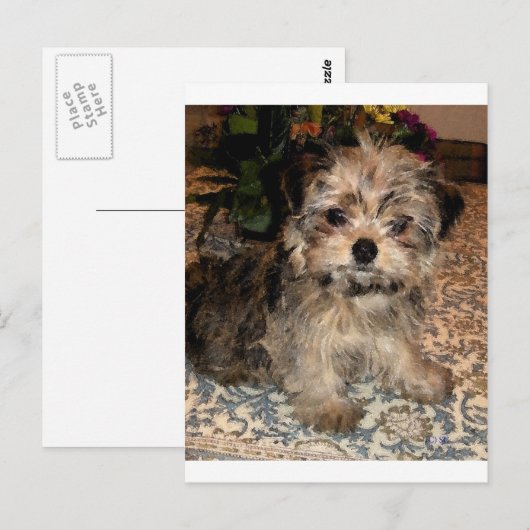 Shorkie Puppy Briefkaart (Voorkant / Achterkant)