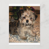 Shorkie Puppy Briefkaart (Voorkant)