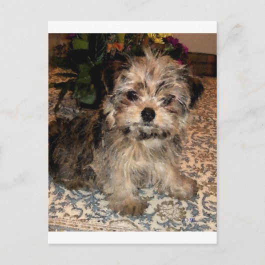 Shorkie Puppy Briefkaart (Voorkant)
