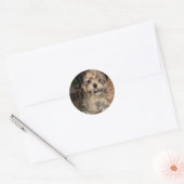 Shorkie Puppy Ronde Sticker (Envelop)