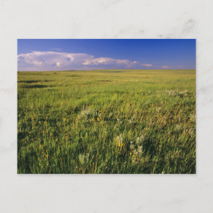 Short Grass Prairie in het verre noordoosten Briefkaart