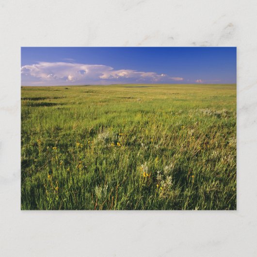 Short Grass Prairie in het verre noordoosten Briefkaart (Voorkant)