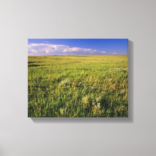 Short Grass Prairie in het verre noordoosten Canvas Afdruk (Voorkant)